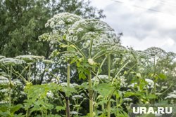В ХМАО растет несколько разновидностей борщевика, самый опасный из них - борщевик Сосновского