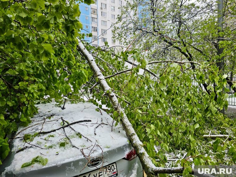 В Подмосковье из-за снегопада деревья падали на дороги десятками