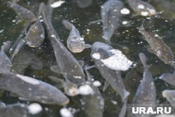 Курганец заметил много мертвой рыбы на реке (архивное фото)