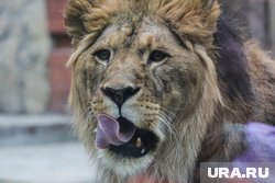 В вольере у льва устроили беспорядок