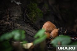 В Целинном округе женщина пошла в лес за грибами, но заблудилась 