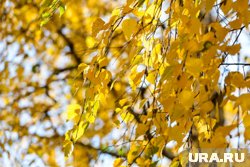 По листьям березы в этот день можно определить погоду на зиму
