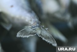 Ислаев порадовался удачной рыбалке