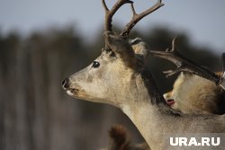 Косули и лоси разгуливают вместе с малышами по курганским лесам