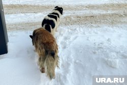 Две собаки погибли, одна находится в клинике 