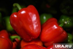 Перцы лучше сажать, сверяясь с лунным календарем
