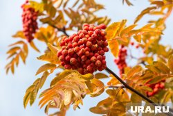 По листьям рябины можно определить, какой будет зима