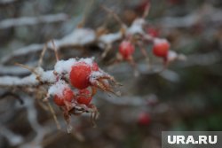 В ХМАО придут заморозки и снегопады