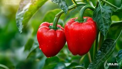 Чтобы перцы выросли большими и вкусными, их нужно вовремя подкармливать
