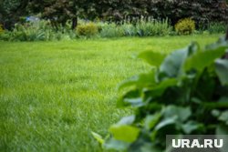 На Слудской горке восстановят озеленение 