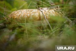 Сырые грузди прячутся под листвой
