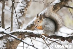 На Ямале закрылся сезон охоты на белок и других пушных зверей 