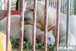Теперь в их распоряжении имеются четыре просторных вольера с круглогодичным подогревом воды в бассейнах