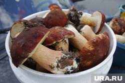 Уральцы успевают собрать дары леса