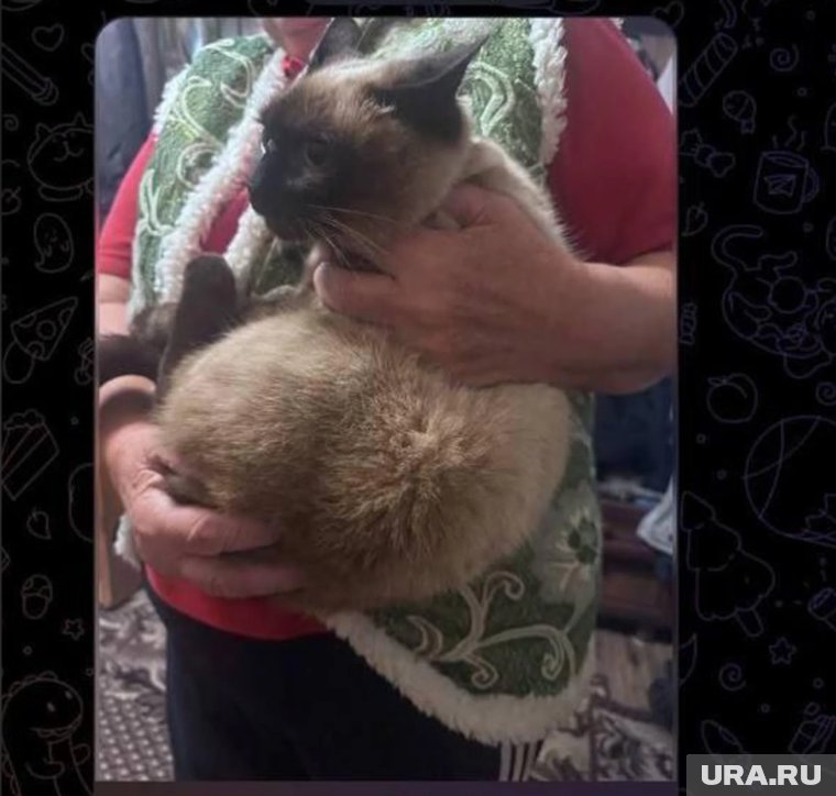 Кота вернули хозяевам 
