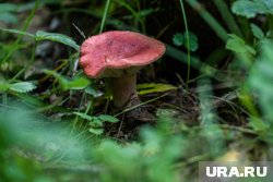 Из сыроежек можно приготовить множество блюд
