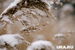 В парке высадят многолетние травы