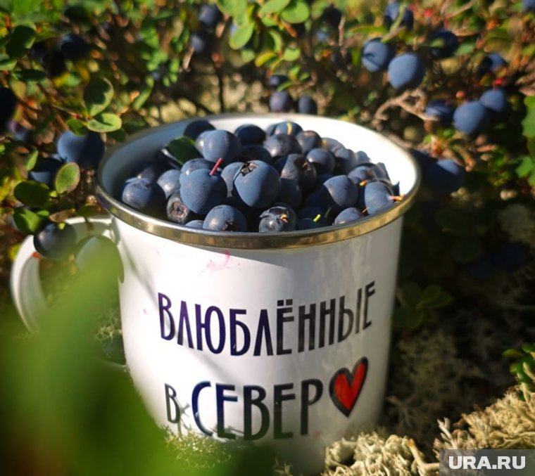 Ямальская голубика обладает огромным количеством полезных веществ