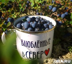 Ямальская голубика обладает огромным количеством полезных веществ