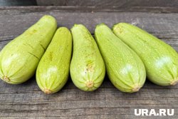 Кабачки можно высаживать в землю в конце мая
