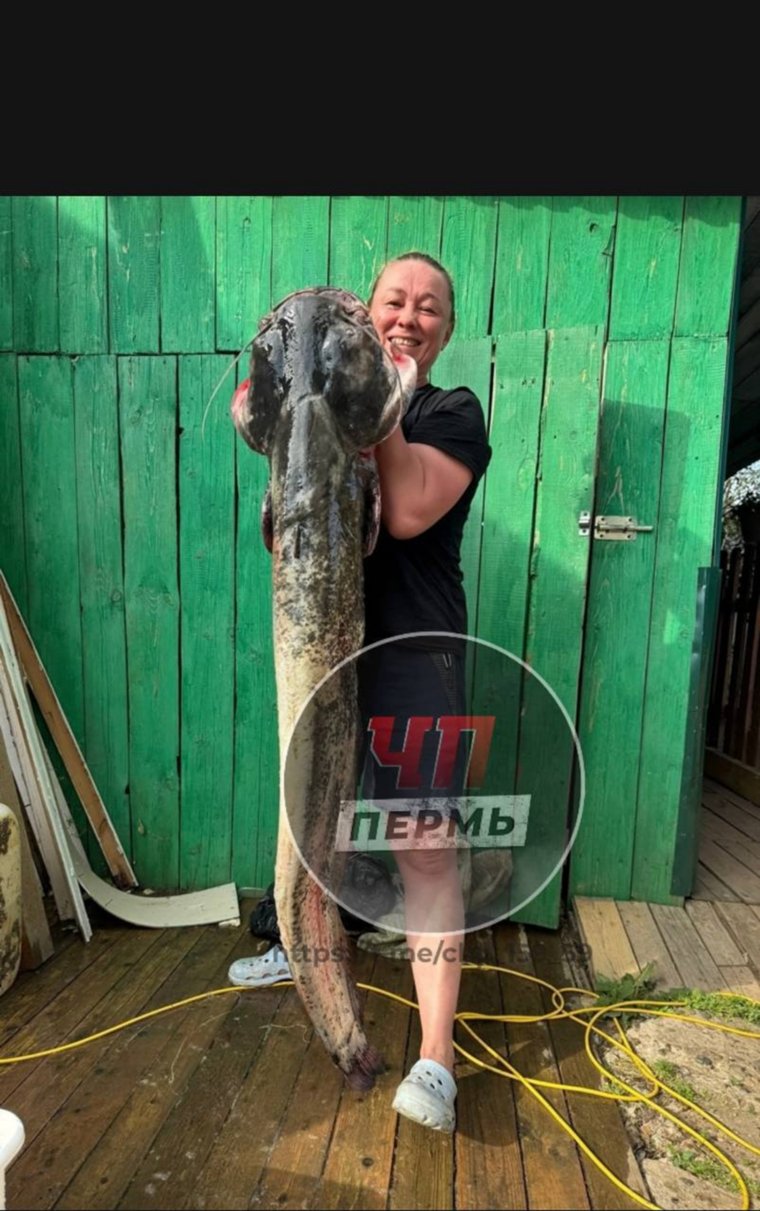 Пойманная рыба оказалась размером с человека