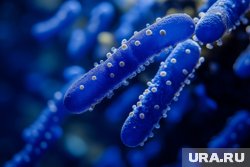 Микроорганизмы могут стать причиной серьезных пищевых отравлений