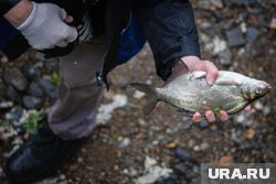 Редкую рыбу поймали в Курганской области