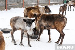 Ямальское племенное хозяйство получило господдержку от округа