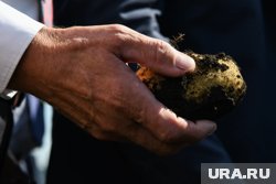 Городским фермерам больше не дают субсидий на картофель 