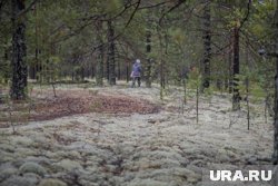 В ЯНАО продолжаются поиски ушедшей за грибами пенсионерки