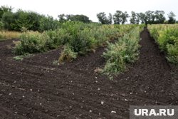 Кислую почву можно определить даже по внешнему виду