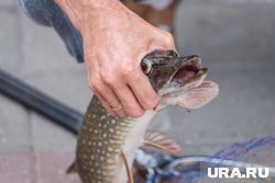 Большая щука клюнула на крючок