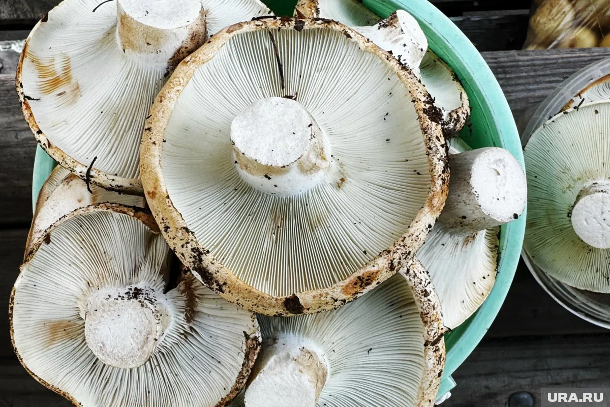 В Челябинской области выпал снег, но началась новая волна урожая груздей