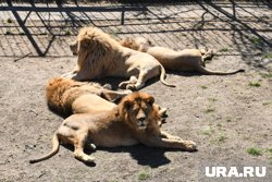 Нападение произошло во время кормления хищных животных