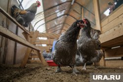 Более 850 тысяч куриц в Курганской области защитили от массовой гибели