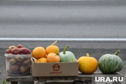 Собирать урожай тыкв нужно до заморозков