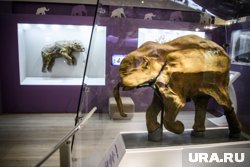 На переднем плане - мамонтенок Люба, на заднем - ее сородич Маша из пластмассы
