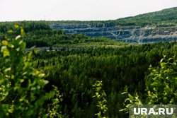Собирать грибы и ягоды в РФ можно только для собственных нужд