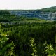 Морошку не трогать: какие растения в лесу срывать нельзя, даже если очень хочется