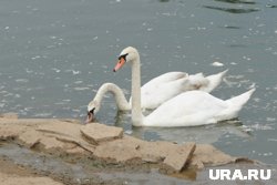 В Минприроды пояснили, что лебеди могут оставаться на водоеме до его полного замерзания