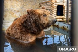 Медведю Малышу подарили именную кормушку-бревно