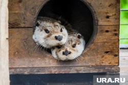 Сезон охоты на выдр продлится до конца февраля