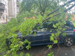 Упавшее дерево накрыло иномарку
