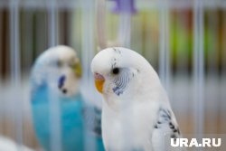 От тюменки сбежал попугай жако 