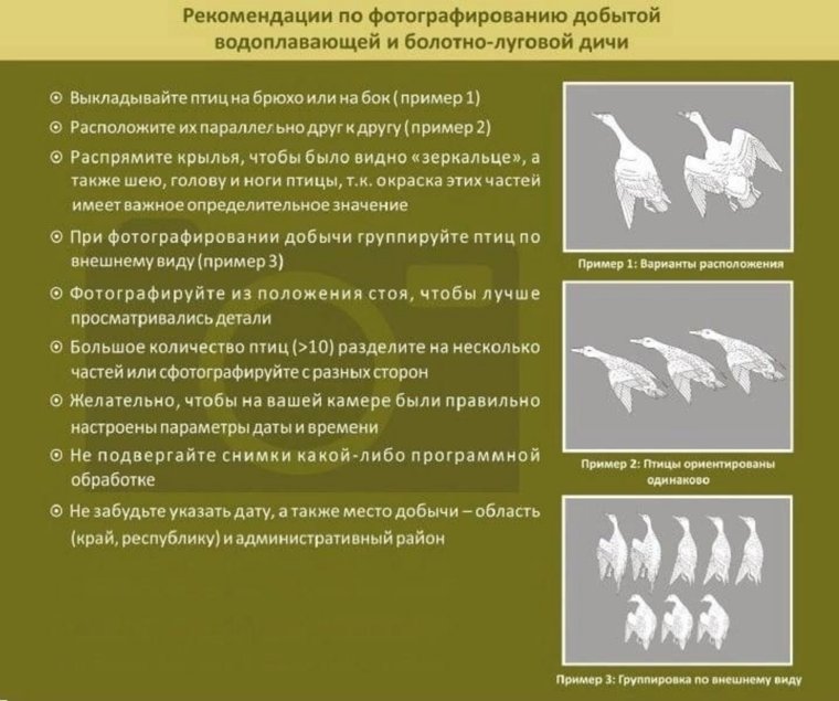 Рекомендация по правильному фотографированию дичи 