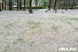 Тополиный пух обнаружили в главном парке Кургана