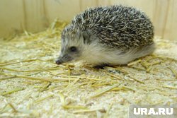 Специалисты не рекомендуют приближаться к ежам