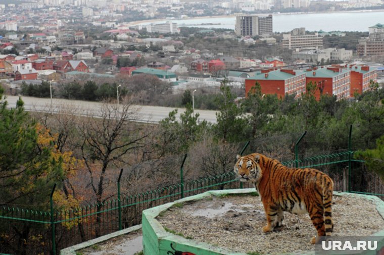 В сафари-парке живут настоящие амурские тигры