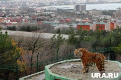 В сафари-парке живут настоящие амурские тигры