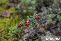 Ягоды пришлось пересыпать из ведра в большой пакет (архивное фото)